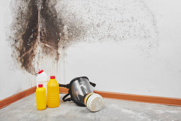 Best Best Mold Removal Companies  in Pearisburg, VA