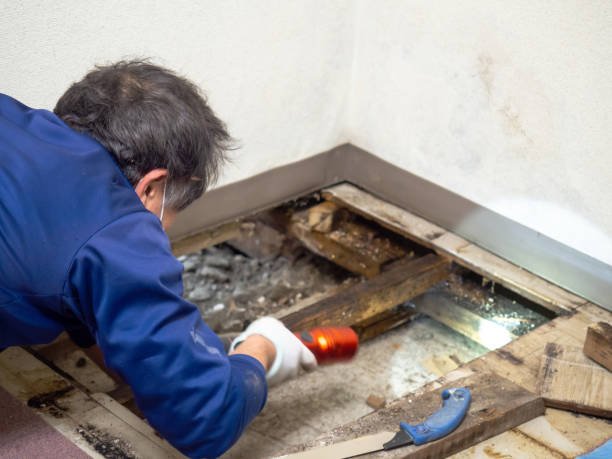 Best Crawl Space Mold Removal  in Pearisburg, VA