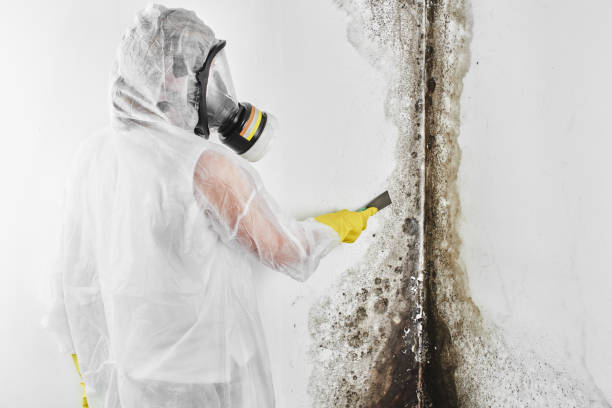 Best Residential Mold Removal  in Pearisburg, VA