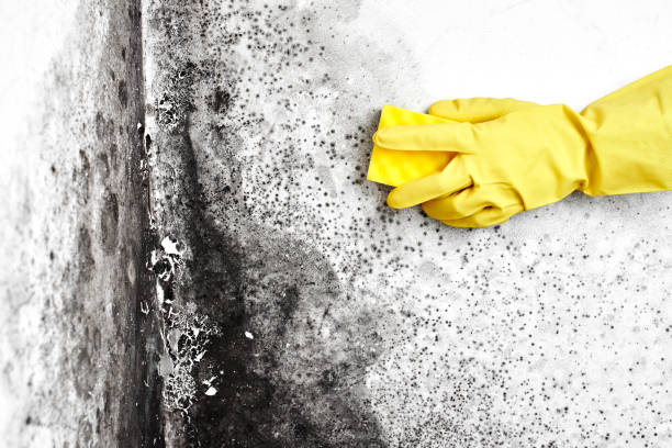 Best Black Mold Removal  in Pearisburg, VA
