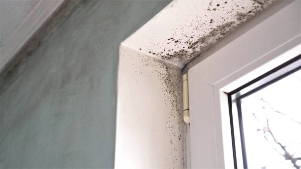 Best Mold Remediation  in Pearisburg, VA
