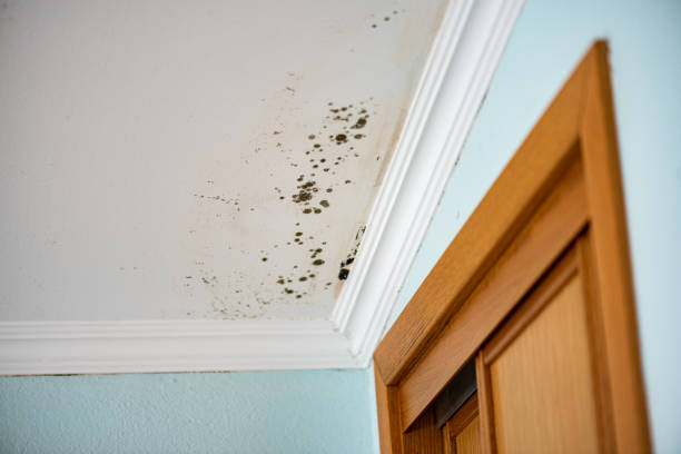 Best Same-Day Mold Removal  in Pearisburg, VA