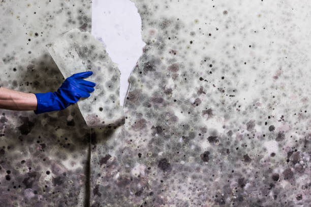 Best Mold Remediation Experts  in Pearisburg, VA