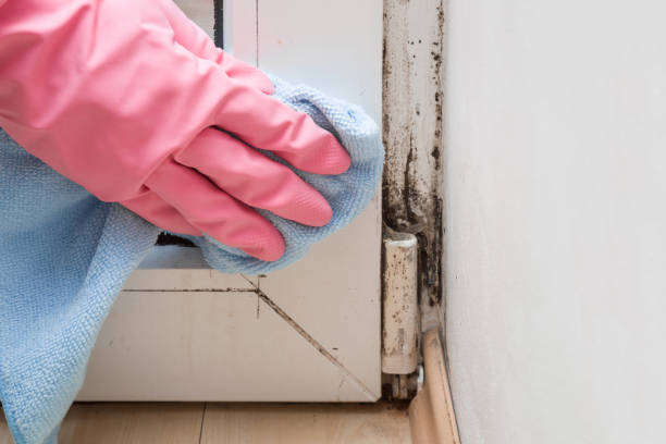 Best Office Mold Removal Services  in Pearisburg, VA