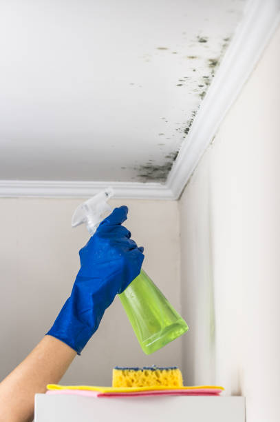 Best Emergency Mold Removal  in Pearisburg, VA