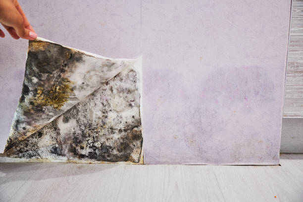 Best Mold Inspection  in Pearisburg, VA